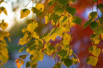 autumn leaves