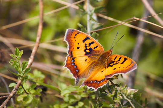 Orange African Wild Butterfly (junonia sp.) Sitting On A Branch In Lush Green Forest