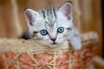 Fototapeta na wymiar Young beautiful kitten sitting in a wicker basket.
