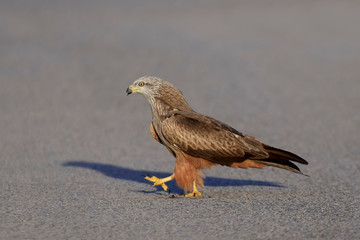 Black kite (Milvus migrans)