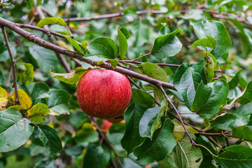 Branch of apple trees bending under the weight of fruit. Autumn orchard.