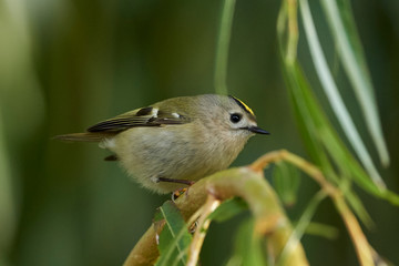 Obraz premium Goldcrest (Regulus regulus)
