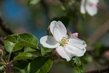 Flowers in the garden