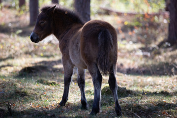 Pferd