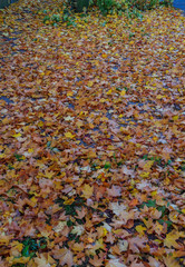 Yellowed maple leaves on green grass in a city park.