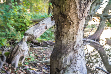 Trees damaged by beavers