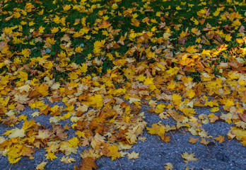 Yellowed maple leaves on green grass in a city park.