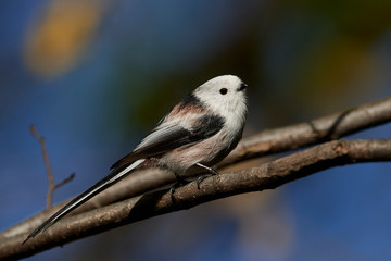 Fototapeta premium Long-tailed tit (Aegithalos caudatus)