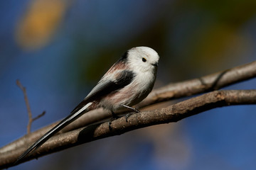 Long-tailed tit (Aegithalos caudatus)