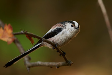 Long-tailed tit (Aegithalos caudatus)