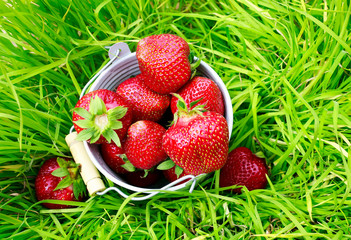  ripe sweet red strawberry berries in a bucket in the summer garden among green grass