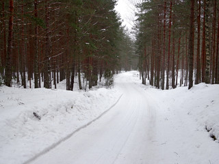Winter forest road