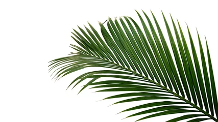 Crédence en verre imprimé Palmier Feuilles vertes de palmier nipa ou de palmier de mangrove (Nypa fruticans) plante tropicale à feuilles persistantes isolée sur fond blanc, chemin de détourage inclus.