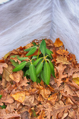 Cultivar yak Rhododendron (Rhododendron yakushimanum 'Fantastica') mulched with dry oak leaves and protected by a spunbond cover from frost in the autumn garden
