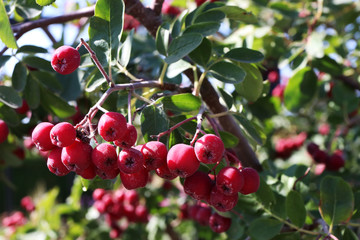 Hybrid Grataegosorbus x miczurinii 'Granatnaya' ripe pomes in the autumn garden