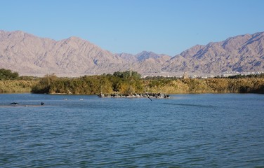 Lake in the park, cormorants resting near the water, selective focus