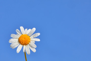Daisy flower on a blue background. Summer background with white and blue