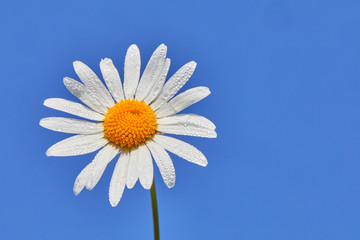 Daisy flower on a blue background. Summer background with white and blue