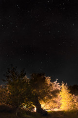 Fototapeta premium night sky vertically
