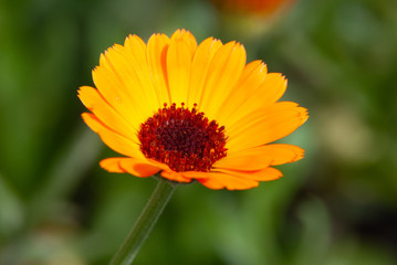Obraz premium flowers in the garden