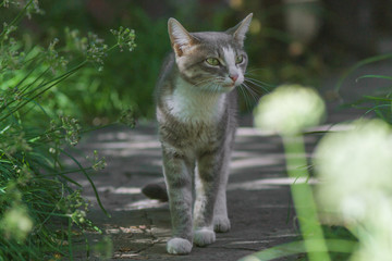 gray cat eats on natural background