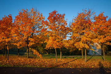 Multicolored trees and bushes in the autumn park. Sunny, very beautiful autumn forest
