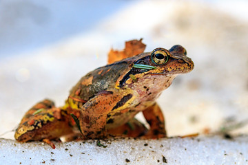 rana temporaria sulla neve