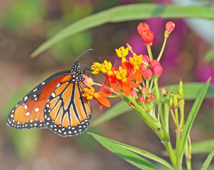 Butterfly on Flowers