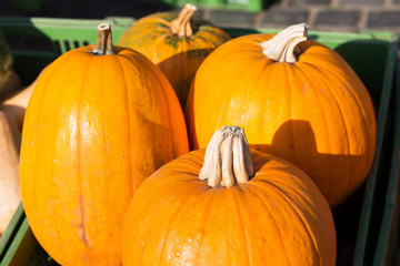Pumpkins at farmers market