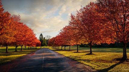 Lineup of red maple trees showing autumn color in the early morning at Swartswood State Park, New Jersey