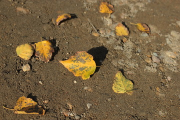 Yellow leaves are lying on the ground.