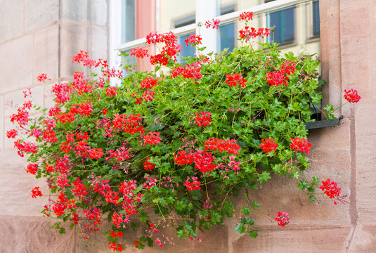 Pink geranium pot. Traditional german garden flowers