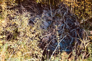 Wurzel, Stumpf, Baumstumpf