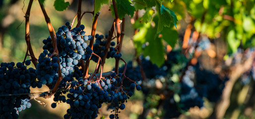 Close up on red black grapes in a vineyard, grape harvest concept - obrazy, fototapety, plakaty