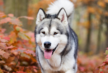dog for a walk in the woods