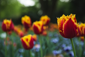 Feuerrote Tulpen 