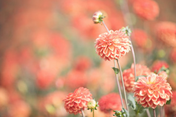 Photograph of apricot colored Dahlias in a field