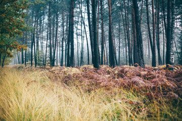 Fototapeta premium Sous bois automnal