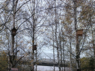 autumn birch with birdhouses