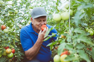 Senior man smelling organic tomato in greenhouse