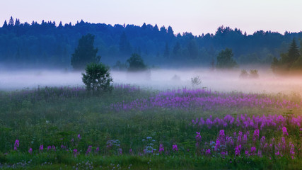 White Morning Mist On A Flowering Summer Meadow