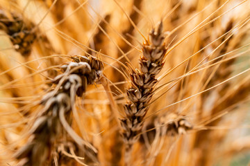 ears of wheat in field