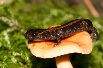 chioglossa lusitanicus, salamandra espagnol, 