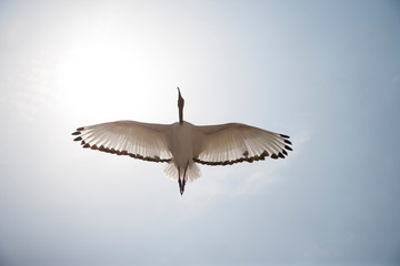 Птица/Bird