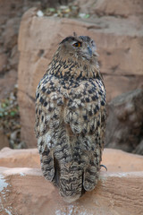 Птица/Bird
