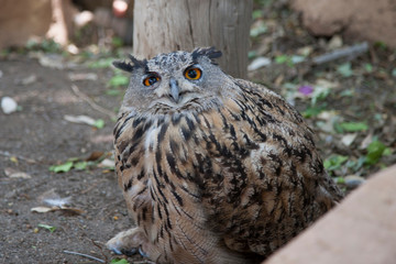 Птица/Bird