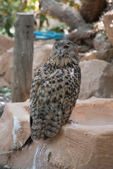 Птица/Bird