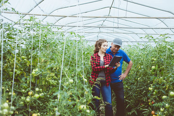 Senior and young farmers standing in greenhouse