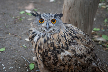 Птица/Bird