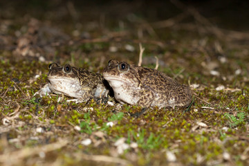 pelobates cultripes la nuit crapaud 